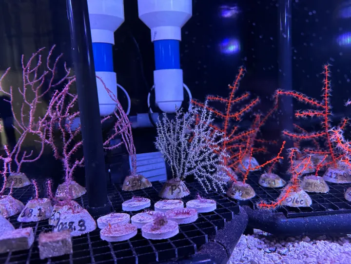 octocorals in an aquarium