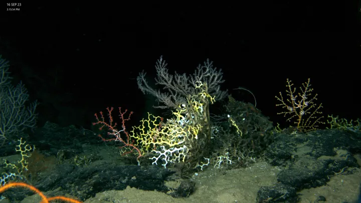 light pink brittle stars cling to several species of yellow corals in a black ocean seafloor
