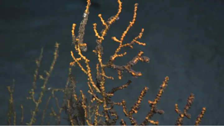 oil clings to the branches of a coral