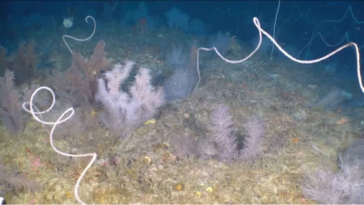 corals in a deep sea environment