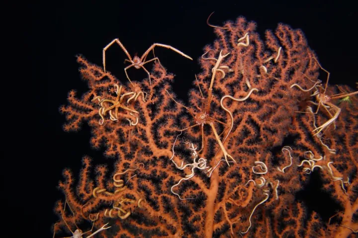 squat lobsters cling to the branches of a red coral in a dark ocean