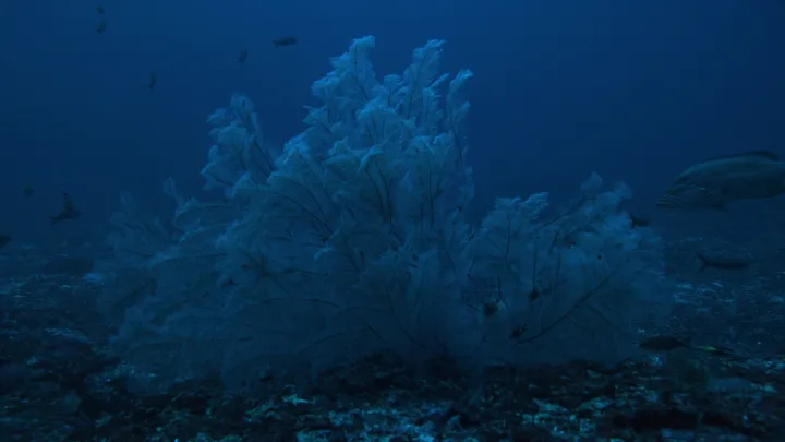 This image shows a fuzzy-looking coral in murky blue water, surrounded by fish. 