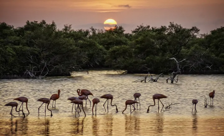 Numerous flamingos stand in shallow water at sunset. 