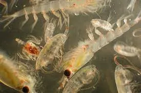 A murky image showing numerous small shrimp-like copepods.
