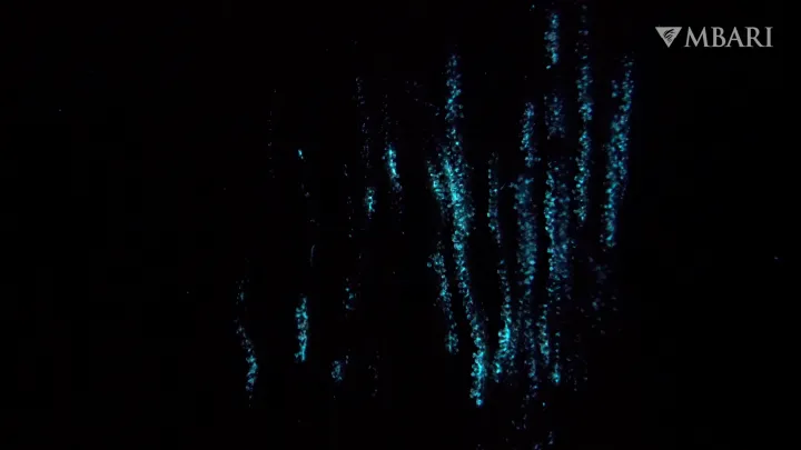 Blue bioluminescence emitted from a coral glowing underwater. 