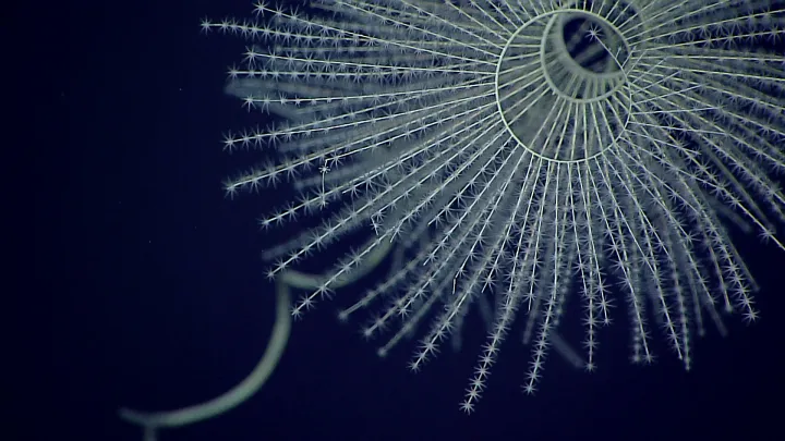 White, spiral-like coral exhibits bioluminescence underwater. 