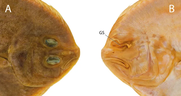 The top of a flounder next to the underside