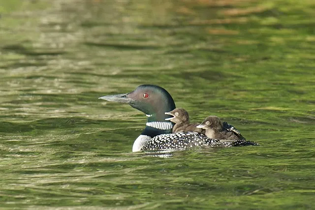 two baby loons sit on their mother as she swims in a lake