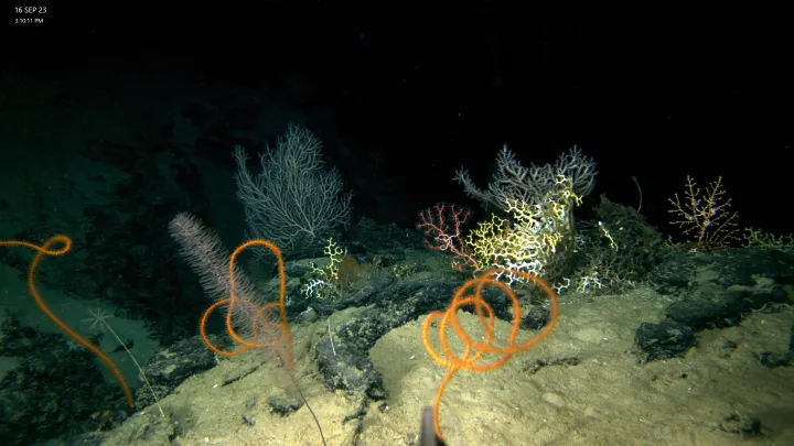coral whips in the deep sea