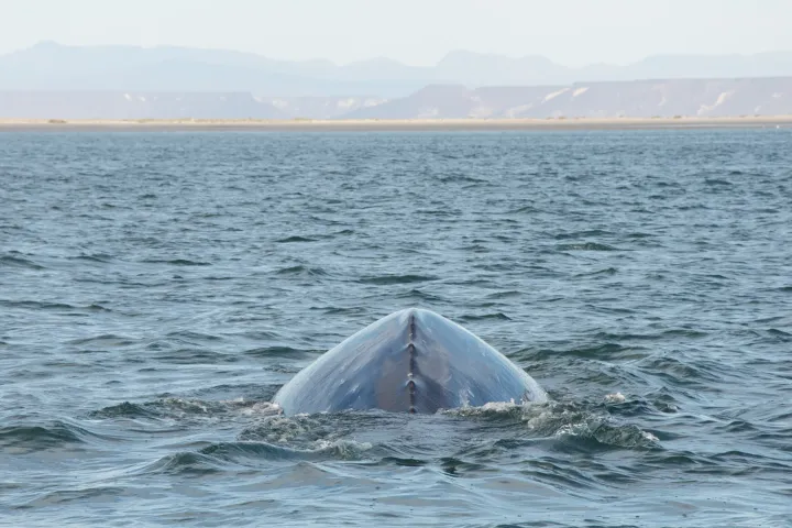 a whale back crests above the water as the whale dives