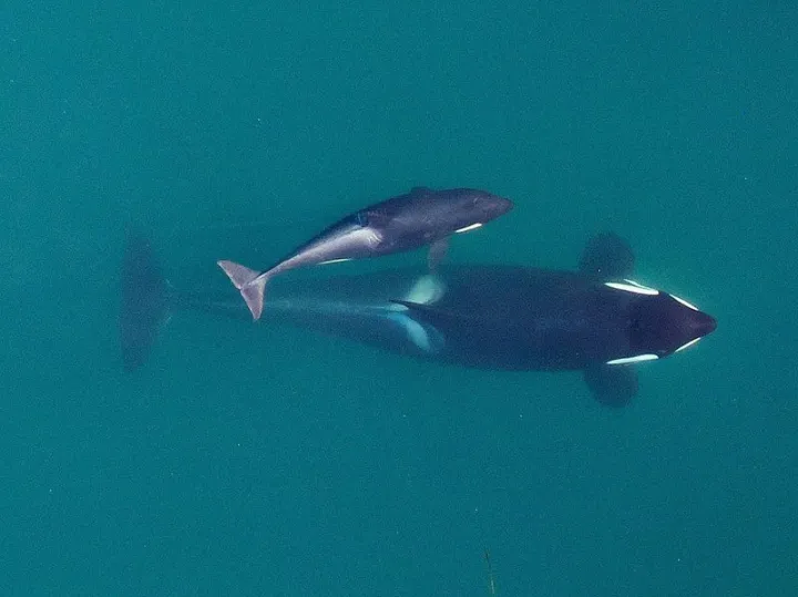 a orca and her calf from above