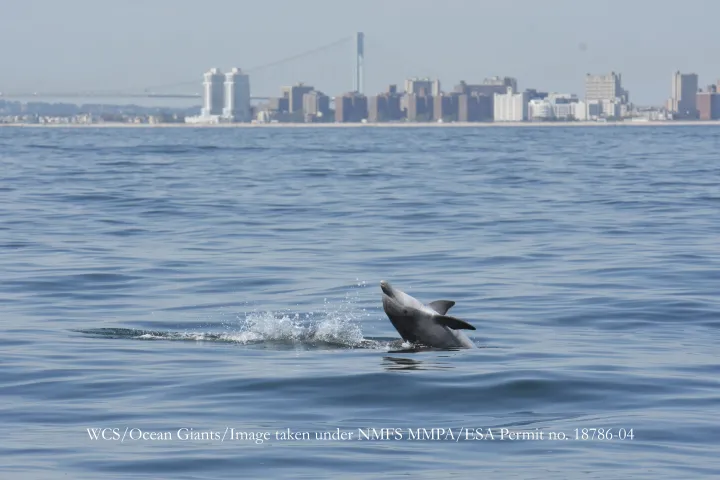 a dolphin jumps with NYC in the background