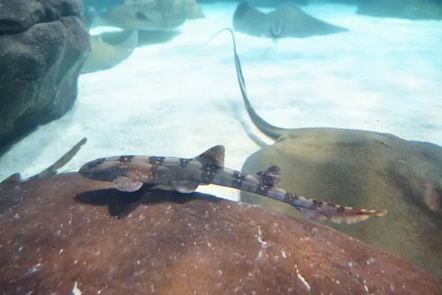 a small spotted shark at the bottom of an aquarium