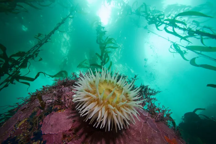 a sea anemone sits on a red rock at the base of a kelp forest
