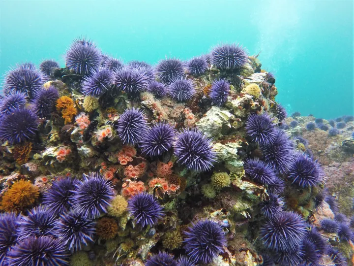 purple urchins cover a rock ledge