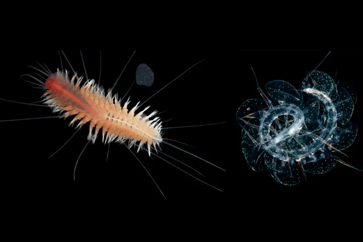 an orange worm with spikes next to a glowing curled up blue worm