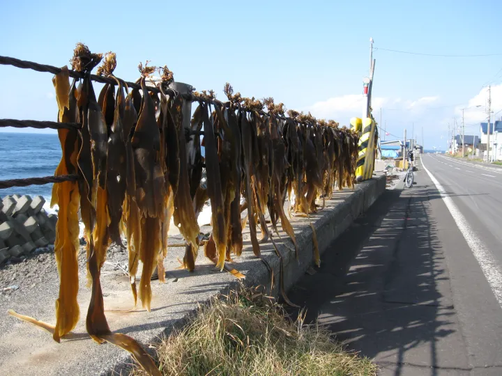 kelp hangs on railings on the side of the road