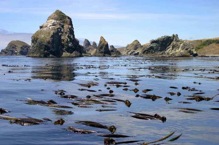 bull kelp floats at the surface with rock outcroppings in the foreground