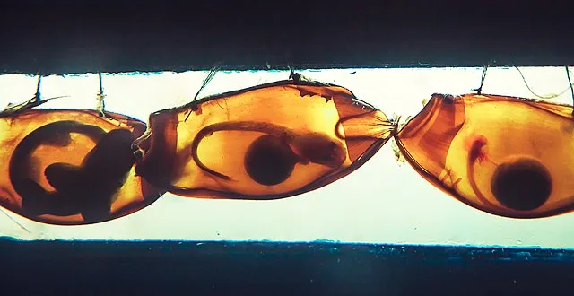 three egg-sacks with shark embryos