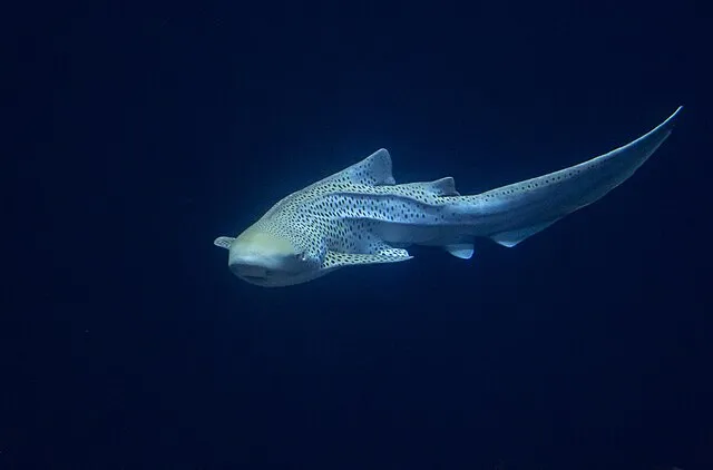 a shark swims in the open water
