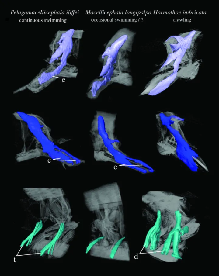 a diagram of muscles