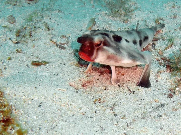 a fish with red lips sits in the sand on the seafloor