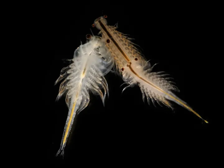 three brine shrimp clustered together