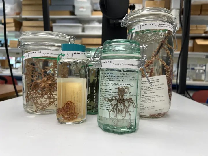 jars of specimens in a musuem
