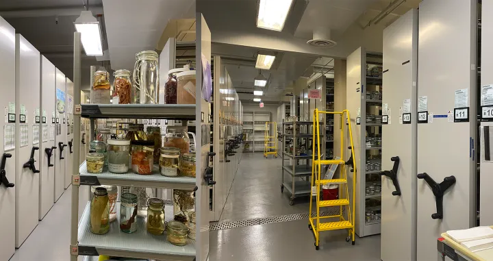 two photos side by side show specimens housed in a museum warehosue