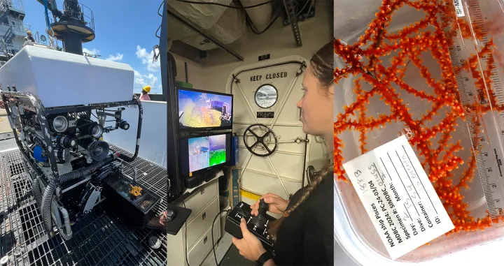 three photos: one of an rov, one of an rov pilot on the ship looking at a screen, and a close of of an orange coral in a plastic container