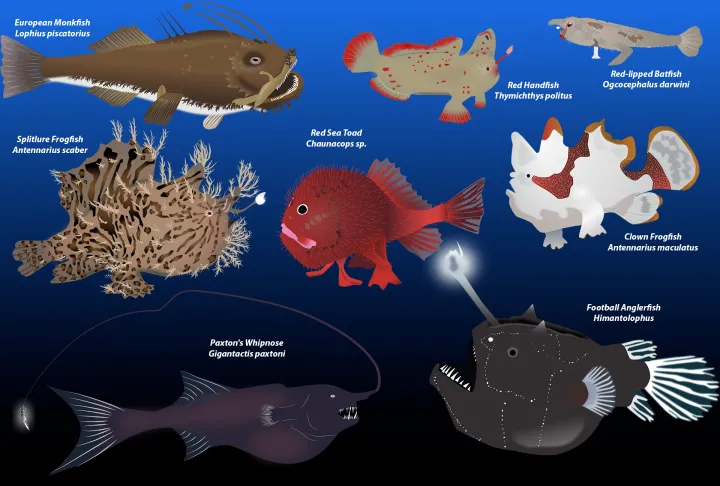 a graphic depicting several different anglerfish of various sizes and colors
