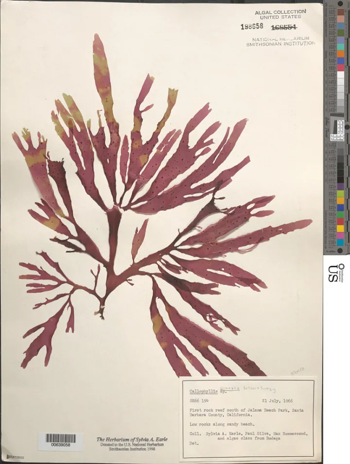 a red algae fans out on a page