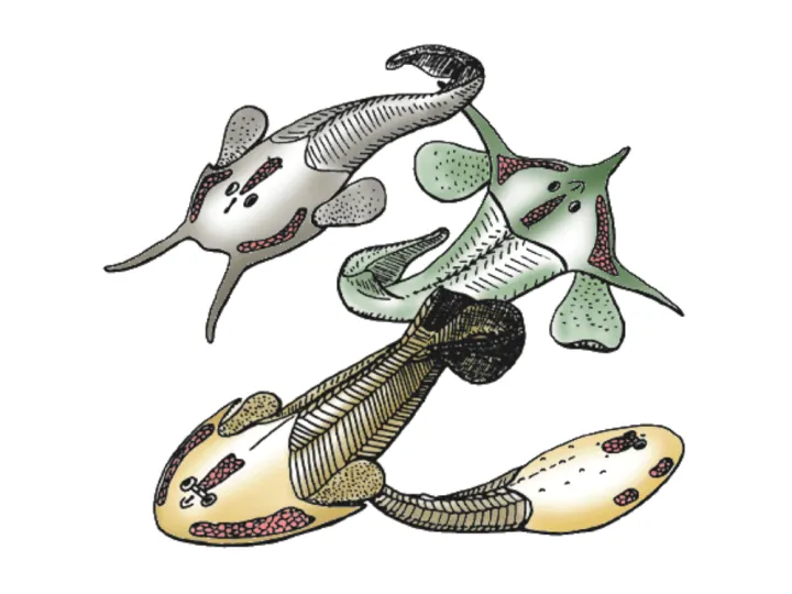 three ancient fishes with round faces