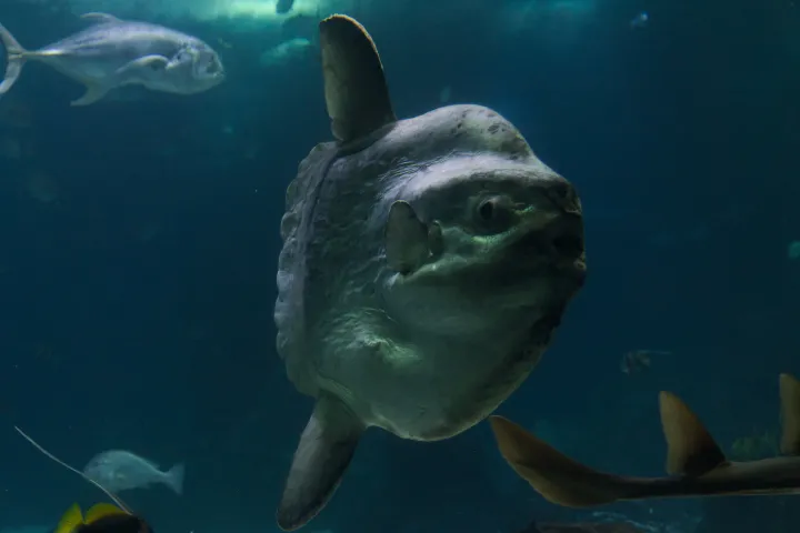 a mola mola fish swims around other fish