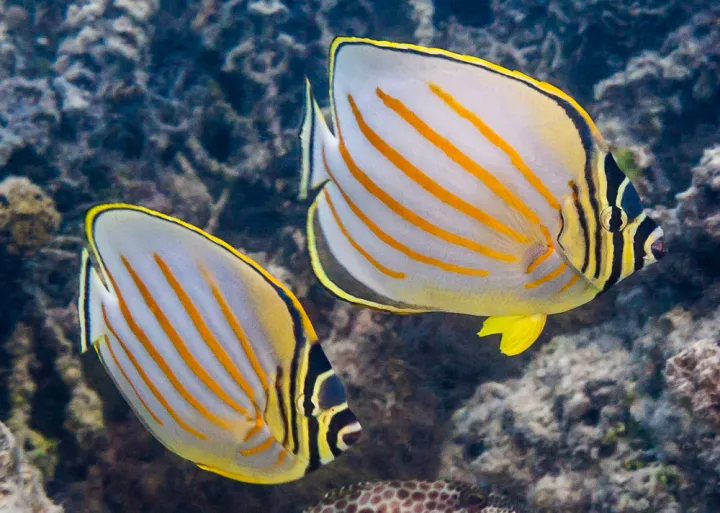 two yellow and orange striped butterfly fish