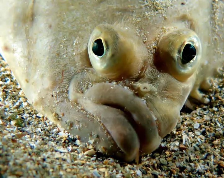 a close up of a flatfish face 