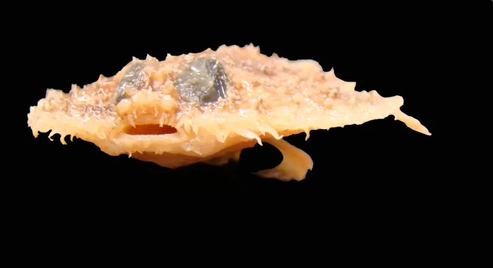a flat and bumpy fish on a black background