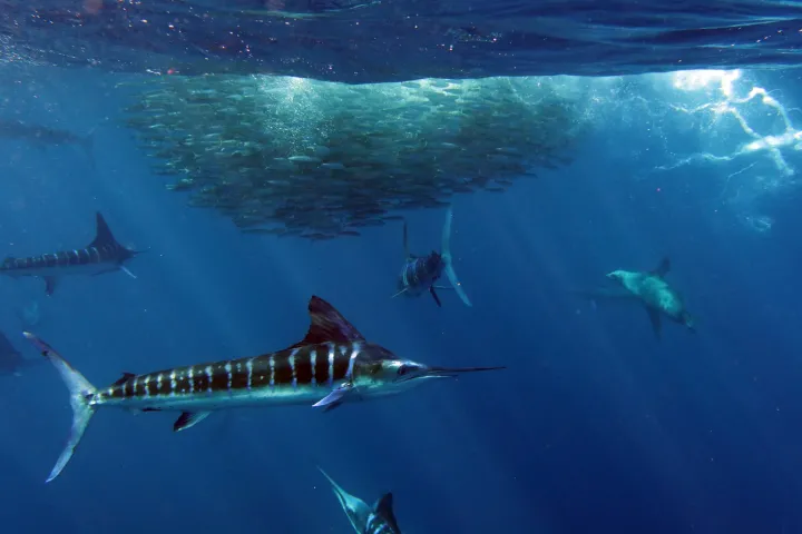 a marlin hunts a ball of fish