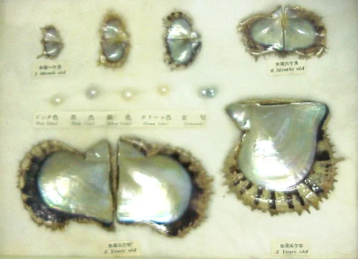 various oysters with their pearls 