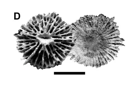 a black and white coral