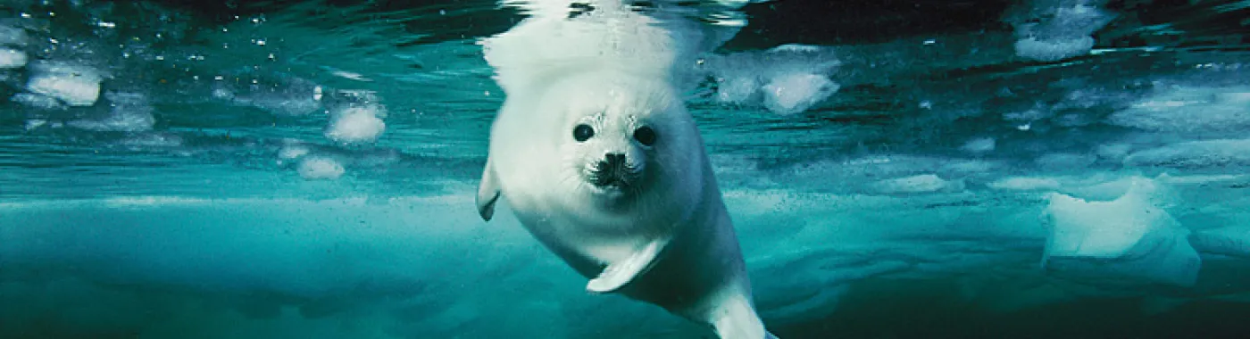 A harp seal in icy water