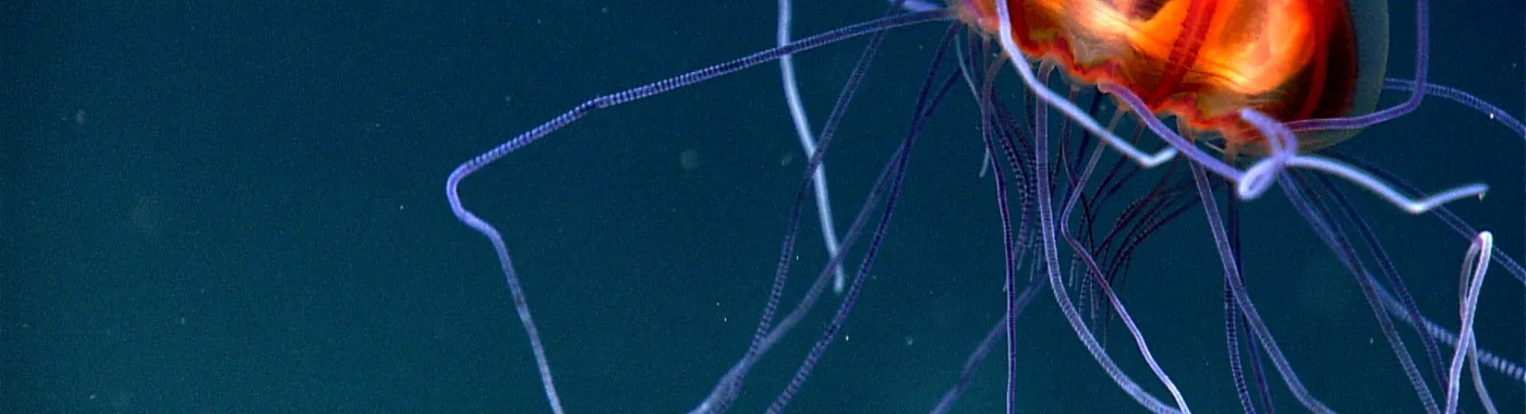 a deep sea jellyfish