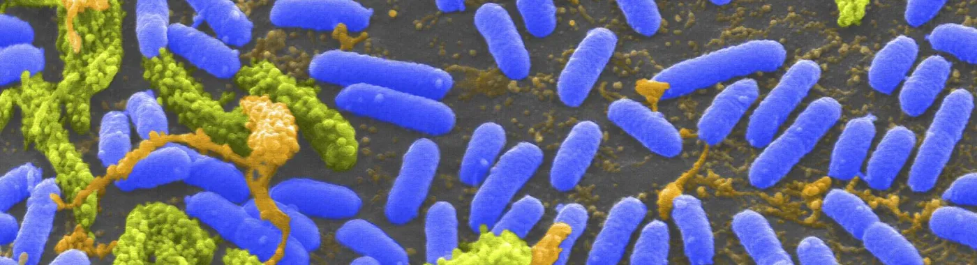 a close up of bacteria