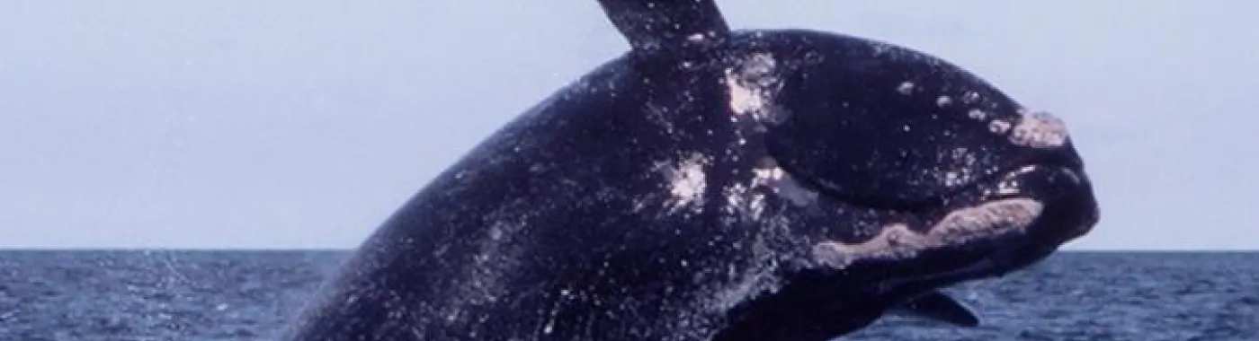 A right whale breaches, lifting its huge body out of the water.