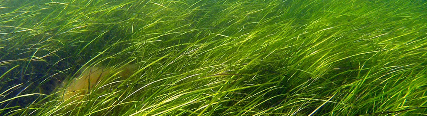Seagrasses are flowering plants that can form dense underwater meadows and are an important shallow water habitat.