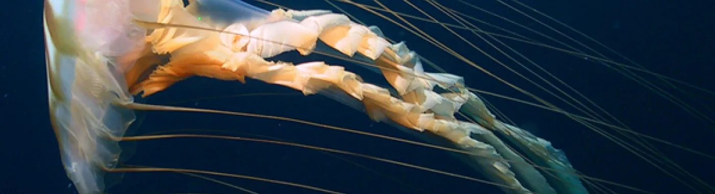 Chrysaora melanaster is a jellyfish found in the Arctic.