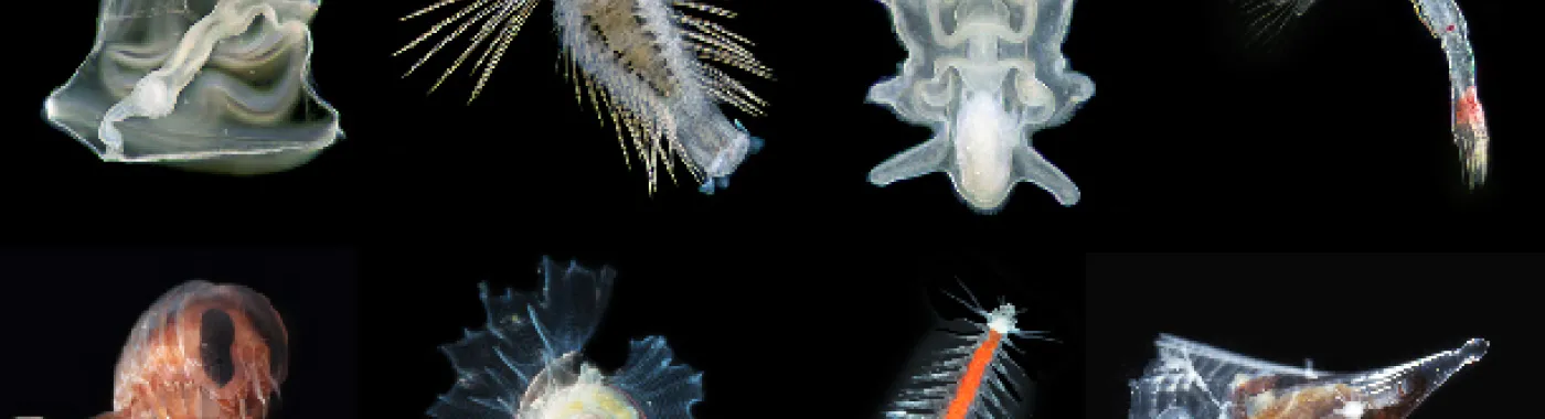 A variety of plankton images from the Gulf Stream