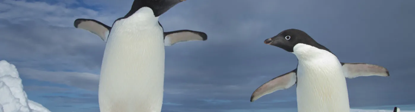 Two Adélie penguins on Paulet Island, Antarctica