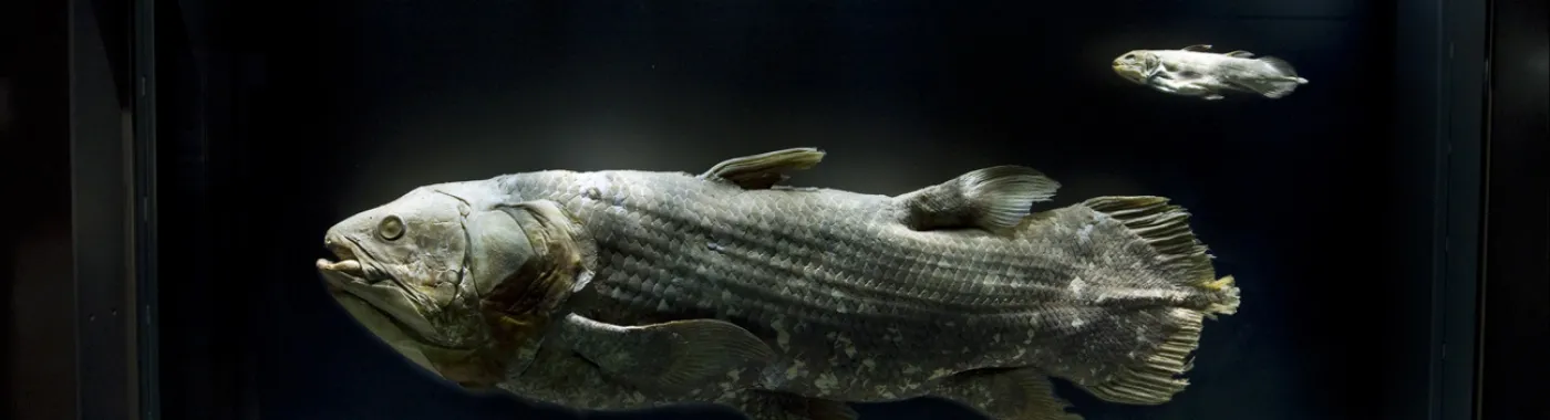an adult and baby coelacanth specimens on display