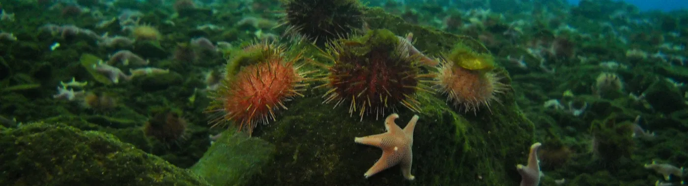 The sea star Odontaster validus and sea urchin Sterechinus neumayeri are often found living in association with one another along the Antarctic coastline, here during the Census of Marine Life.